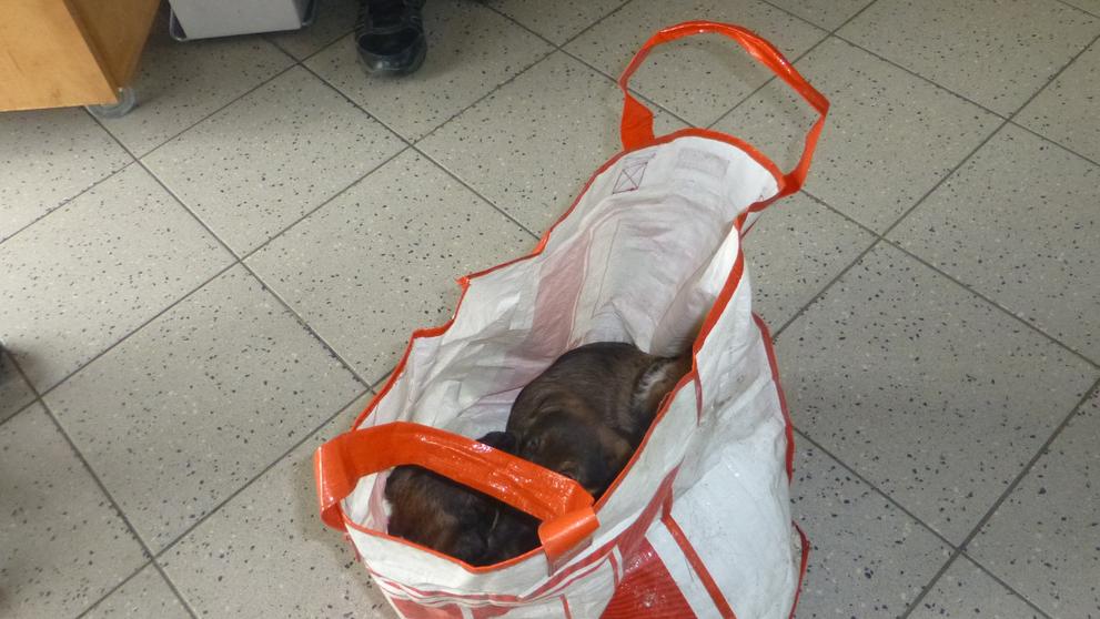 Štěňata někdo pohodil u popelnice - 3