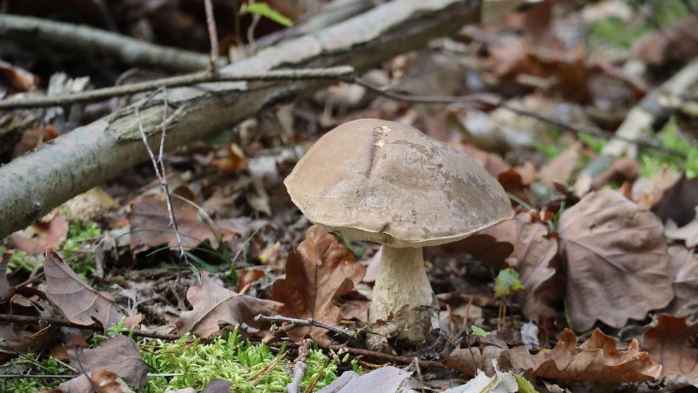 Hřib Fechtnerův (Butyriboletus fechtneri)