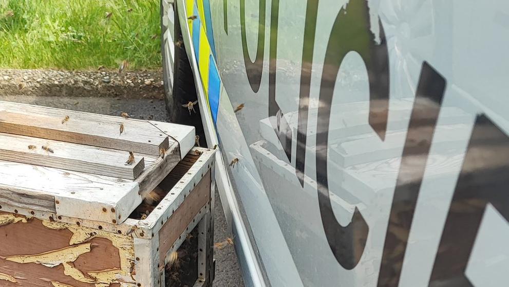 Včelí roj na policejním autě