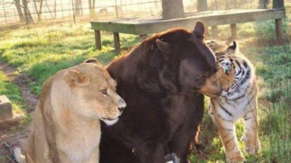 Trio BLT: medvěd Baloo, lvice Lea a tygr Shere Khan - 5