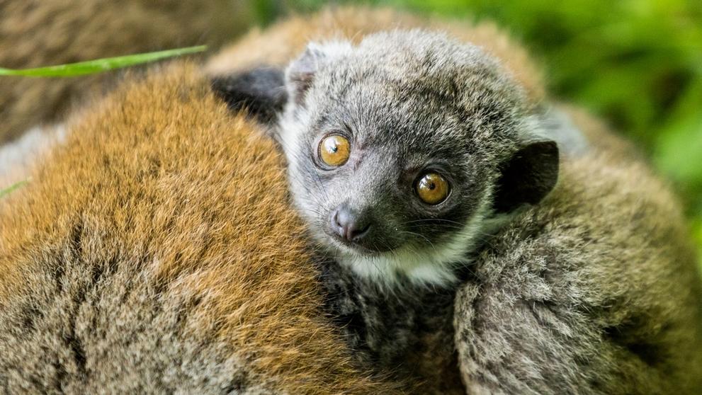 Mládě lemura mongoz - 1