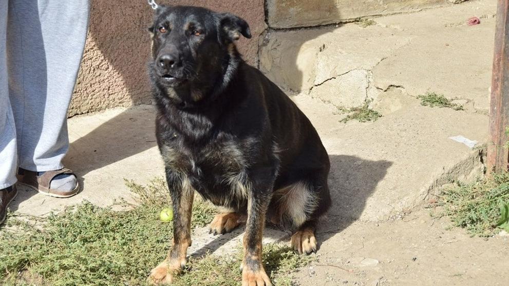 Psi zaútočili na slovenského důchodce - 6