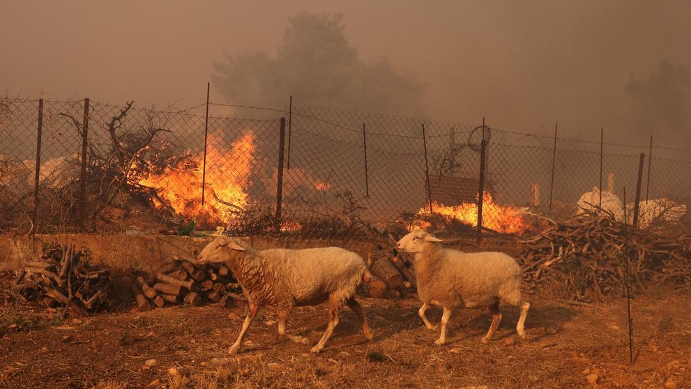 Rozsáhlý požár u Athén, 13. 8. 2024 (4)