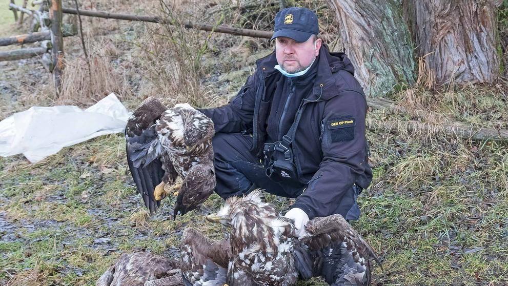 Na Klatovsku našli otrávené čtyři orly mořské - 5