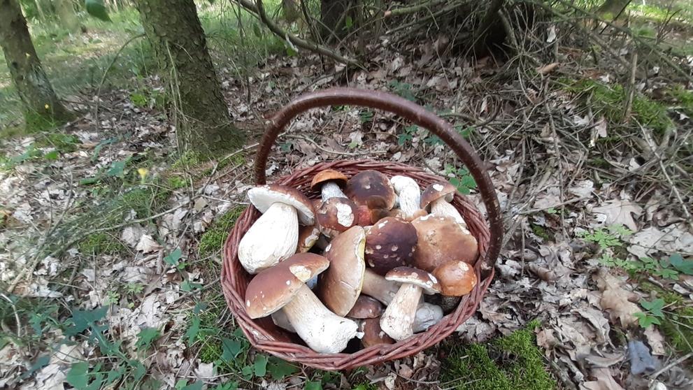 Úlovek mykologa Hejla