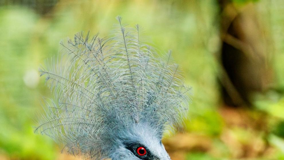 Mládě korunáče Scarletova v Zoo Ostrava