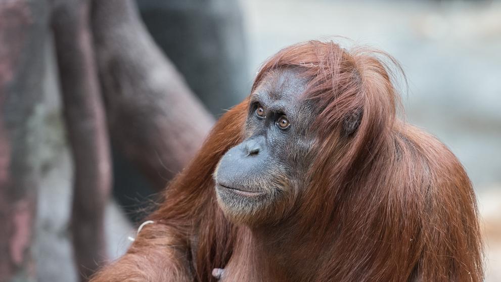 Orangutan u zubaře - 2