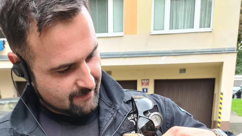 Nahlášený had v Dubrovnické ulici (1)