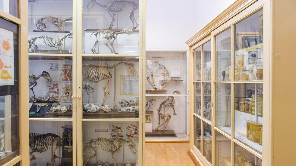 Muzeum normální a srovnávací anatomie - 19