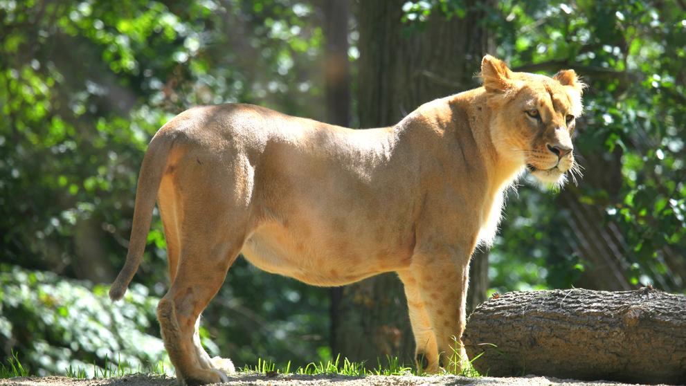 Narození lvíčat v brněnské zoo - 3
