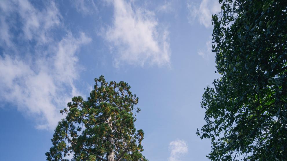 Evropský strom - Belgie