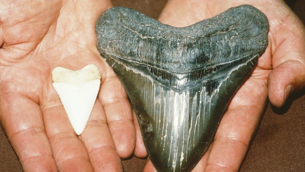 Megalodon - 2