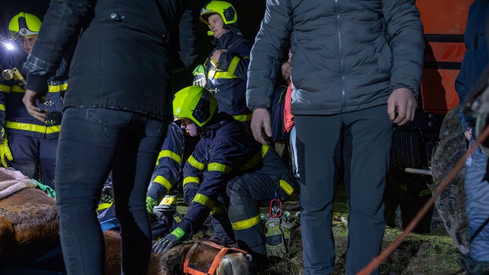 Hasiči zachránili na Frýdecko-Místecku kobylu - 2