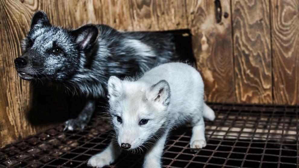 Zubožená zvířata na kožešinových farmách - 16