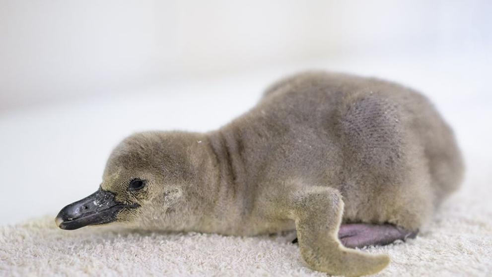 Malý tučňák se narodil v pražské zoo - 1