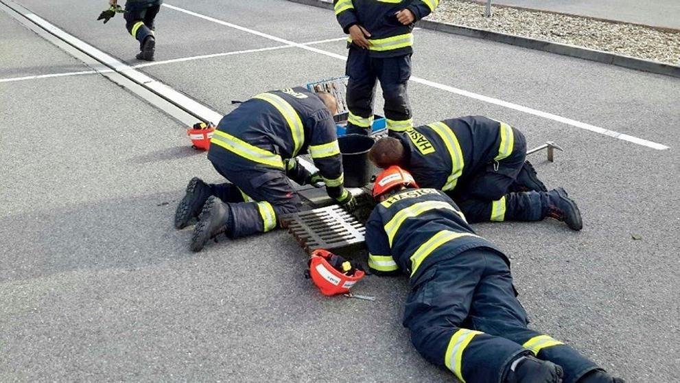 Káčata z kanálu vysvobodili hasiči - 1