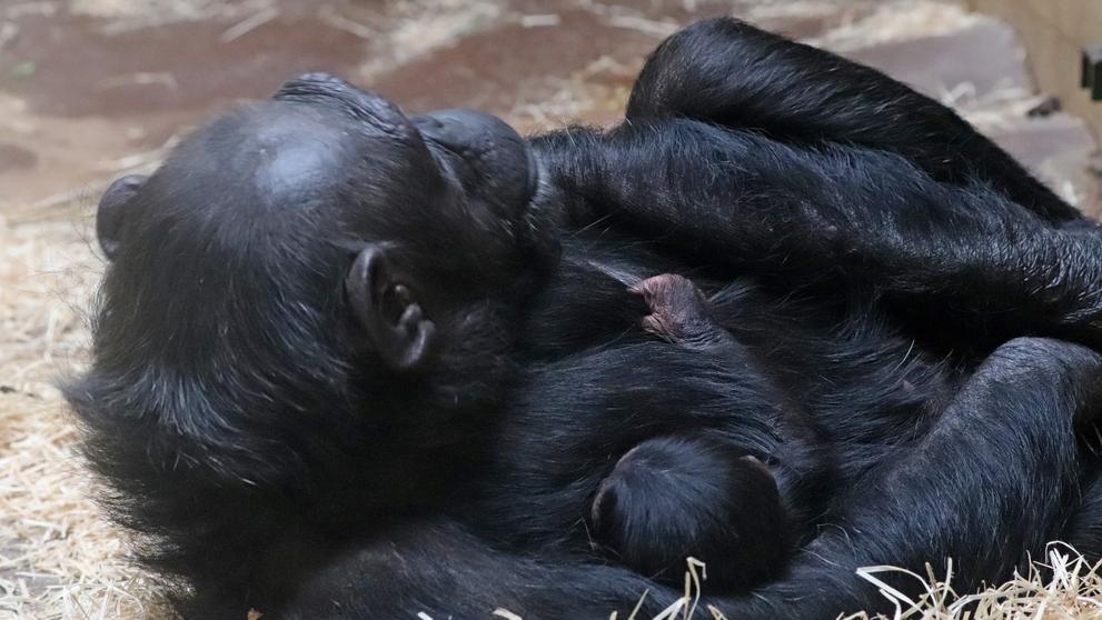 V Zoo Plzeň se narodilo mládě šimpanze - 2