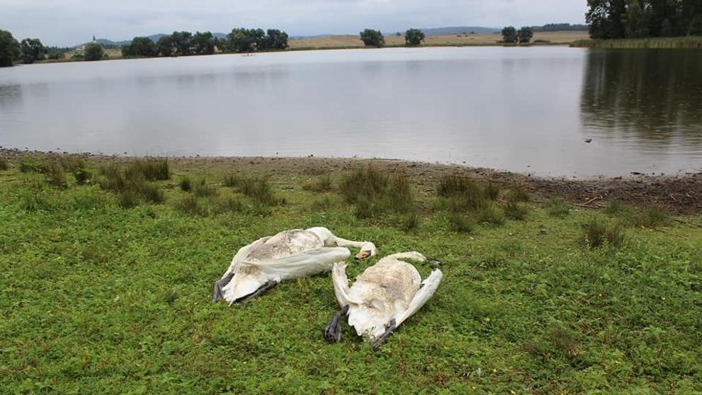 Labutě ve Smrkovci - 3