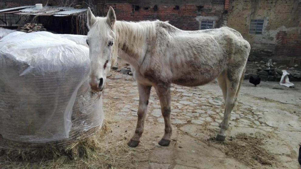 Veterináři na Prostějovsku objevili týraného koně - 2