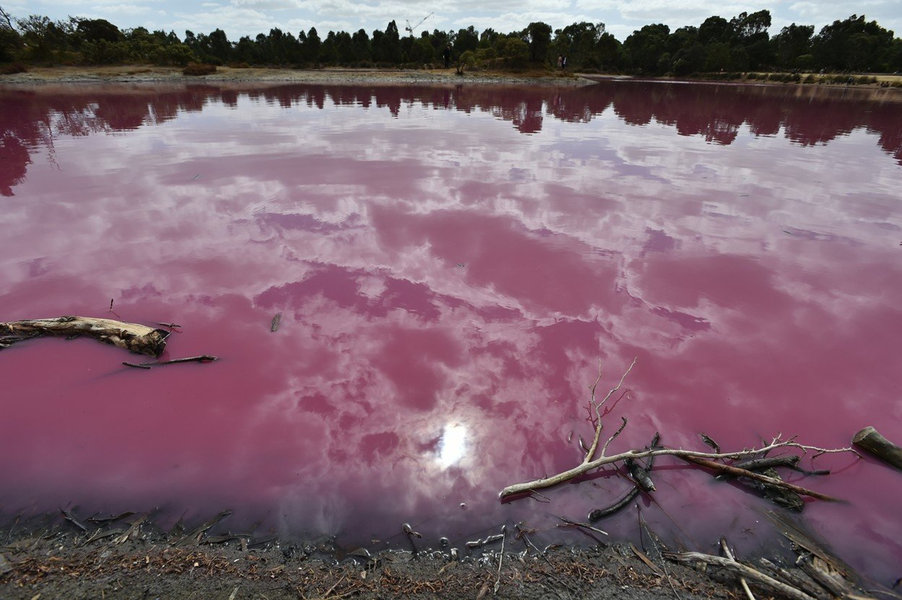 Водоем который окрашивается в нежно розовый цвет. Озеро Хиллер (остров Миддл). Розовое озеро Хиллер Австралия. Озеро Хиллер обитатели. Озеро Хильер в Австралии.