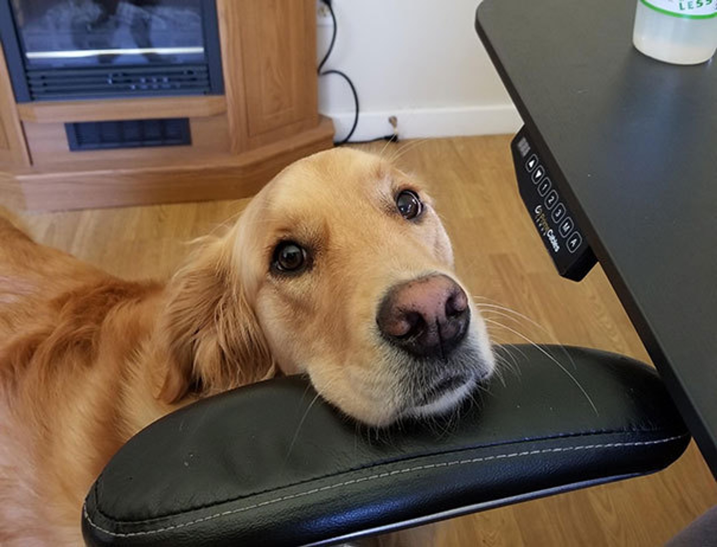 отучить собаку есть со стола