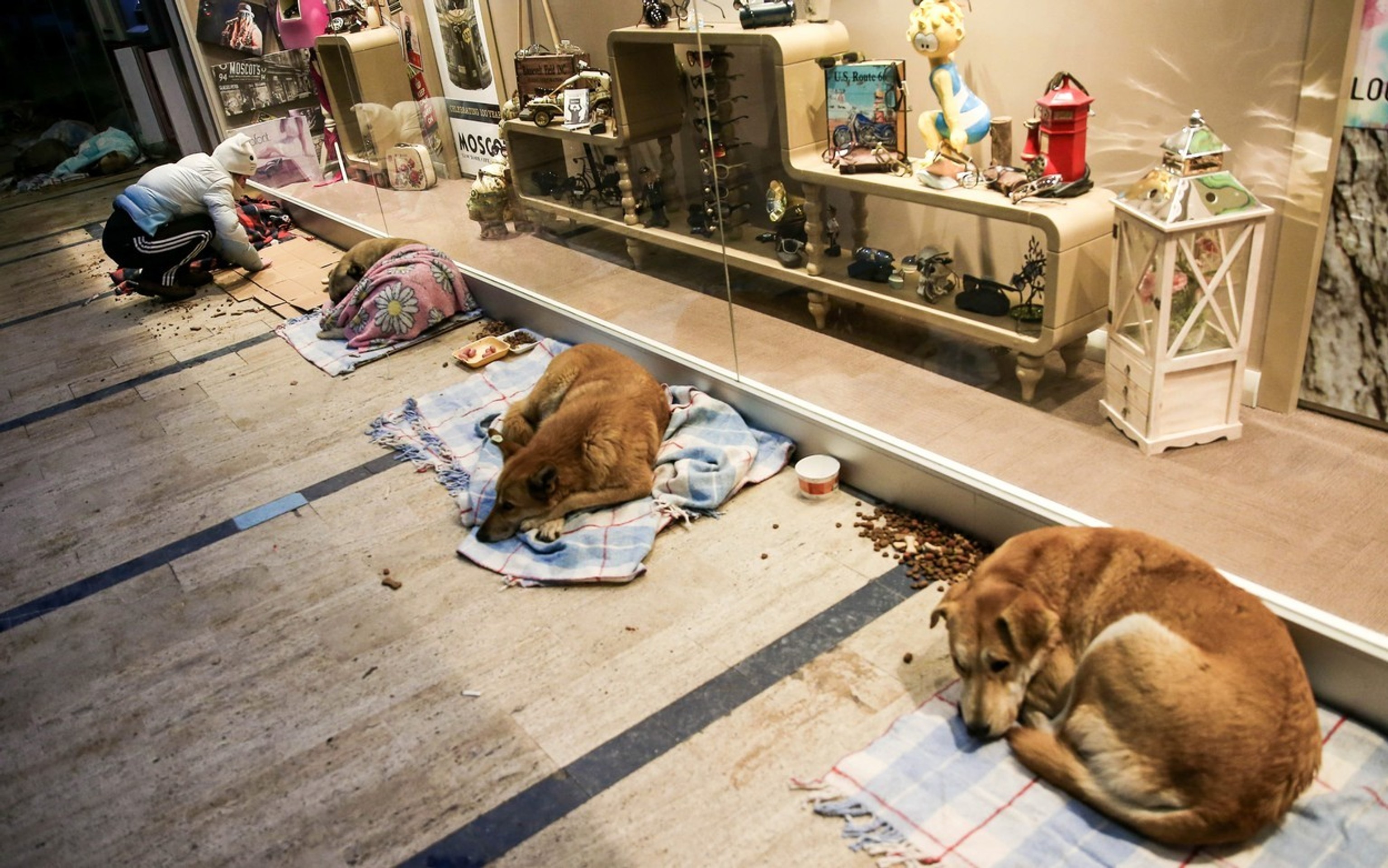 Щенок живет на улице. Бездомные собаки в Стамбуле. Бездомные животные в Турции. Бездомные животные в магазинах Турции.