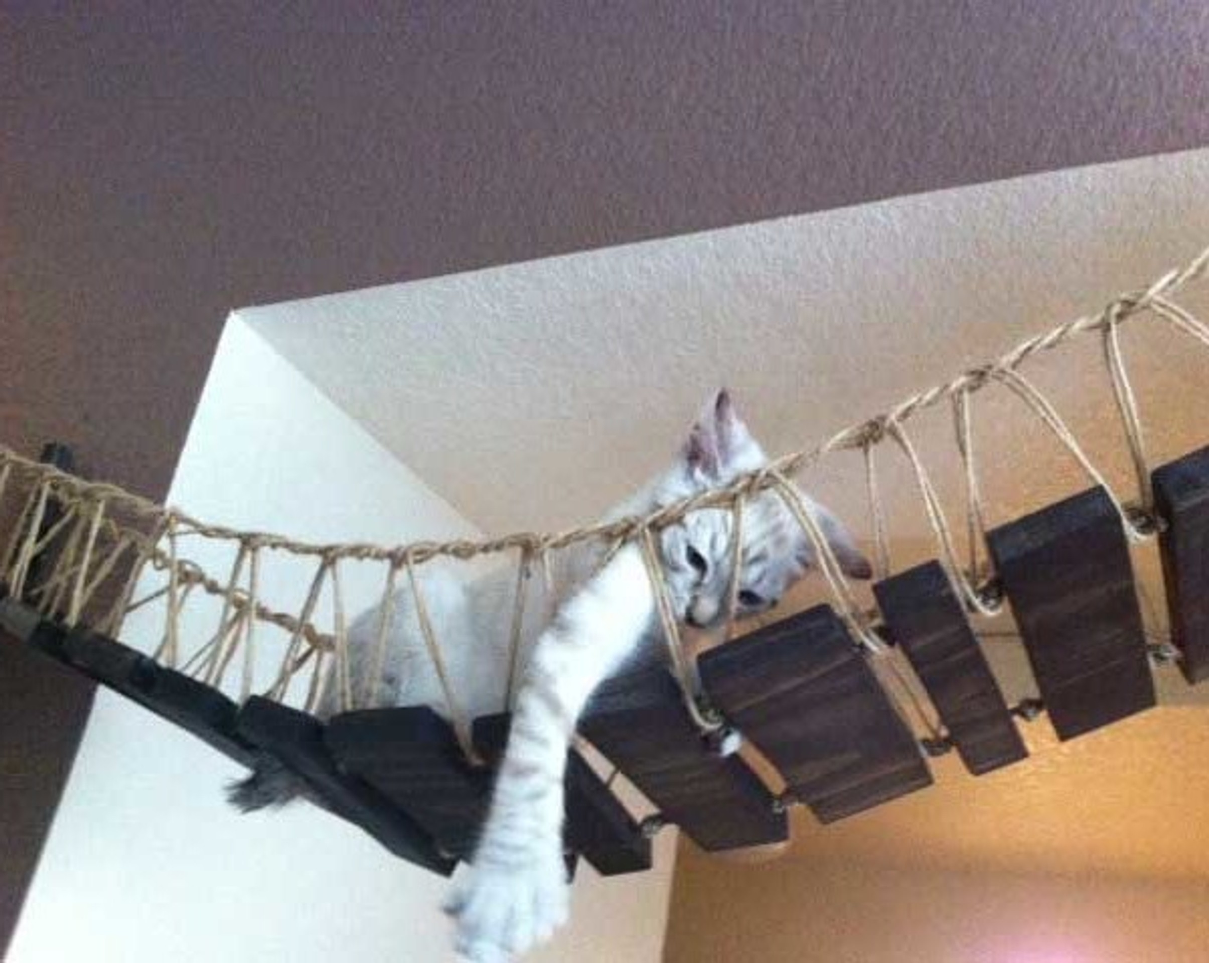 Верёвочная лестница для кошек