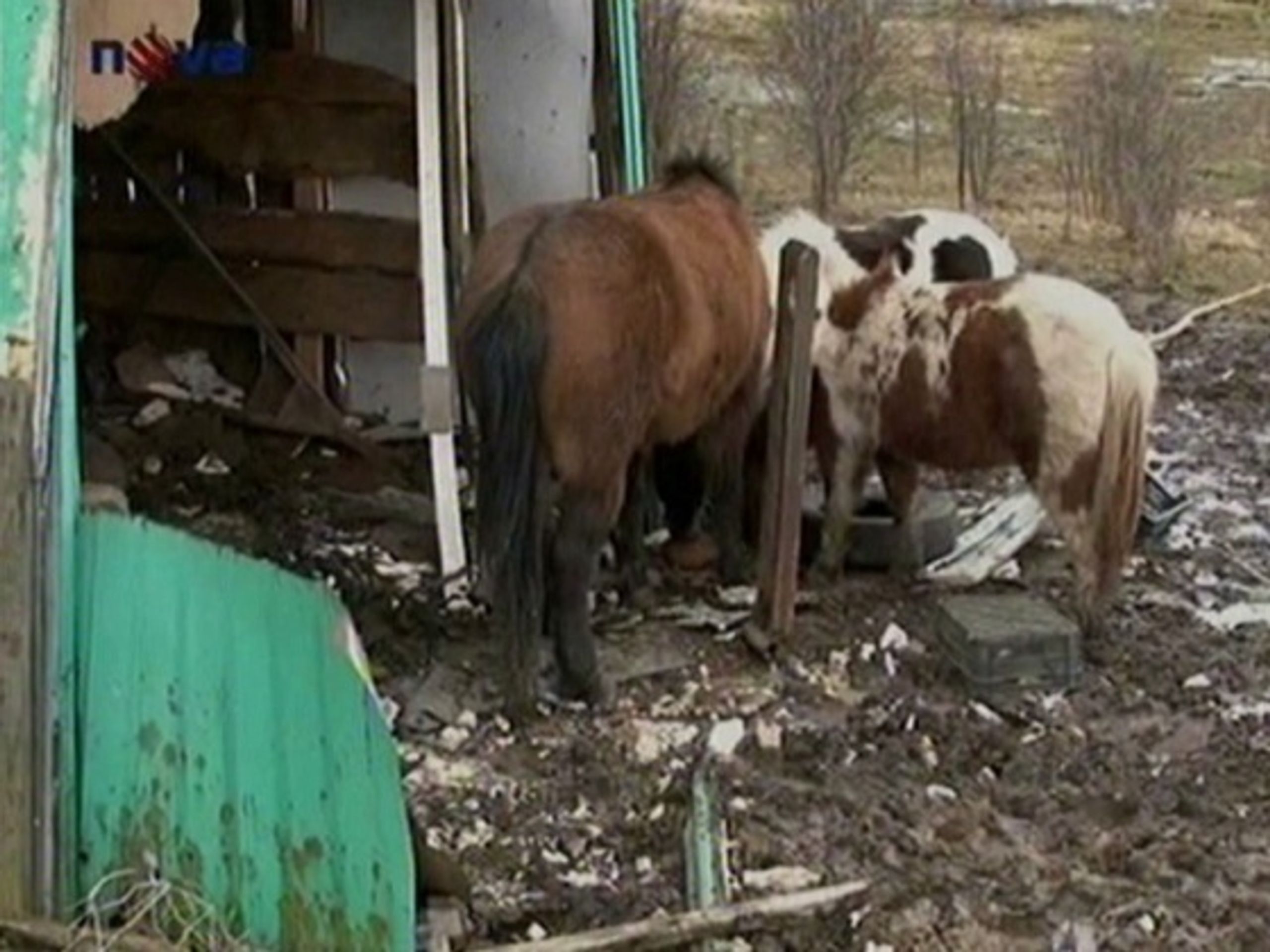 Týrané koně z naší reportáže - Otřesné týrání koní (1/2)