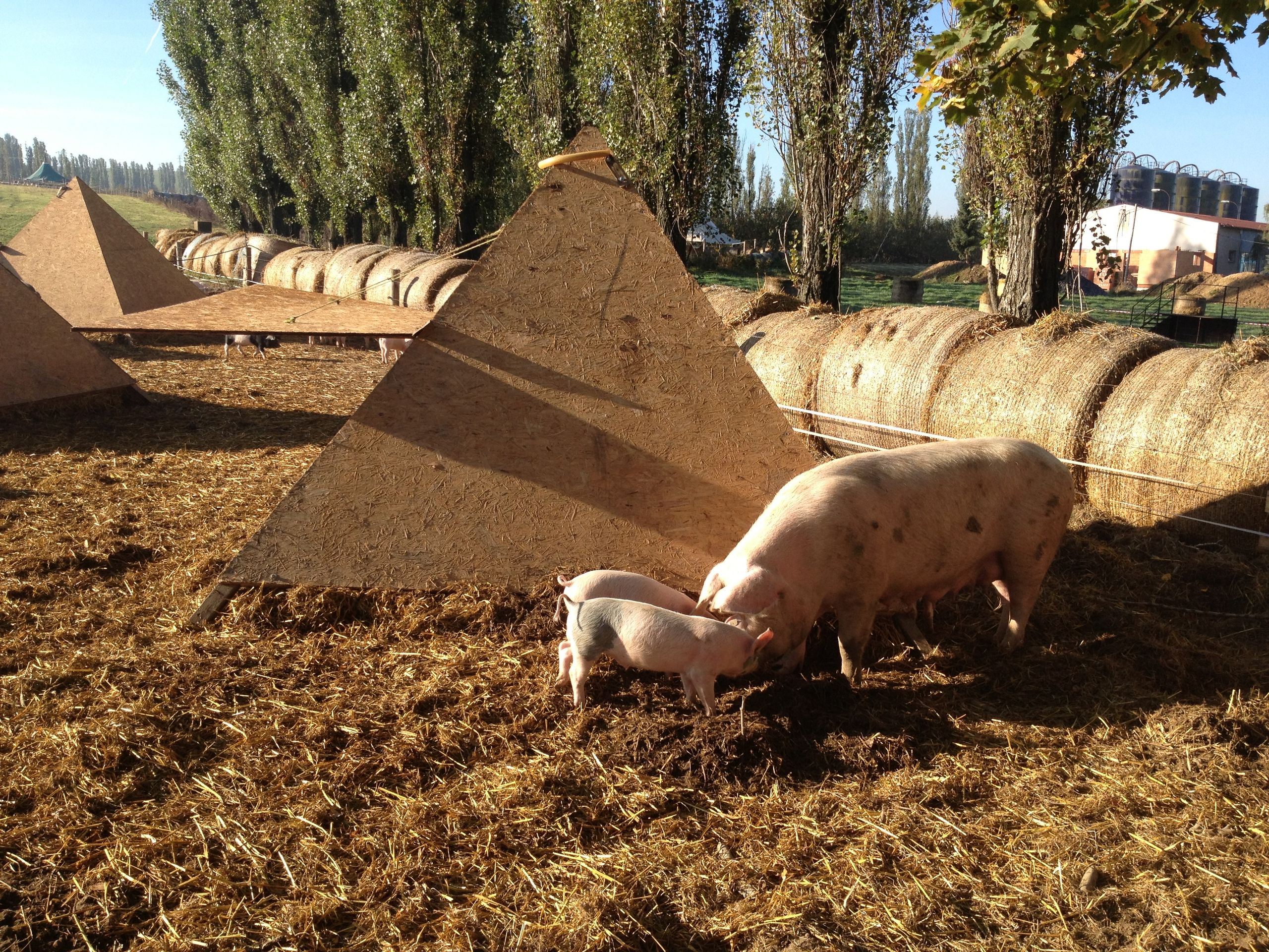 Víkendkové prázdniny na farmě - Jako prase v žitě - 2 - GALERIE: Víkendkové prázdniny na farmě - Jako prase v žitě (1/4)