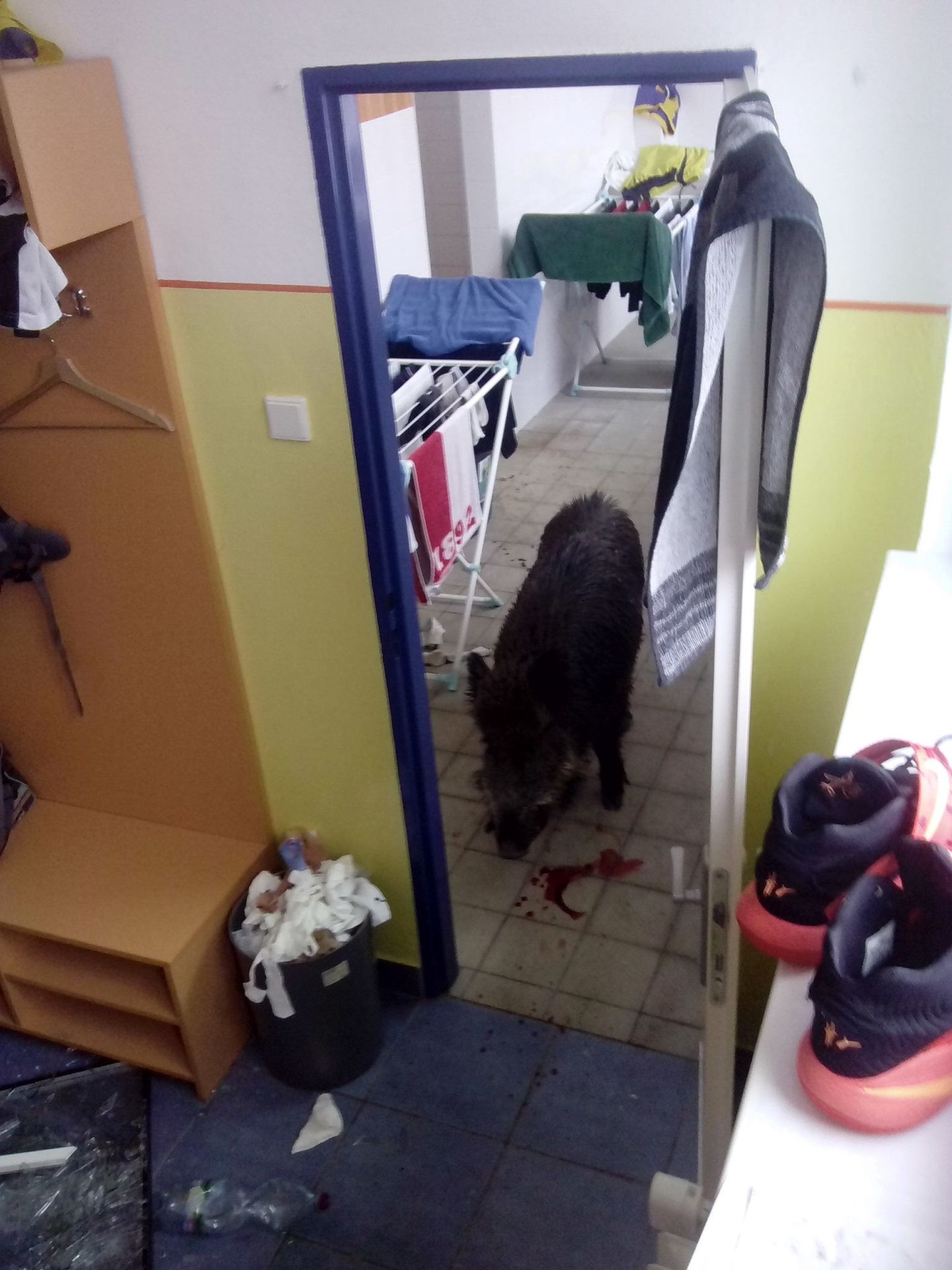 Divoké prase ve škole - 6 - GALERIE: Divoké prase ve škole (6/18)