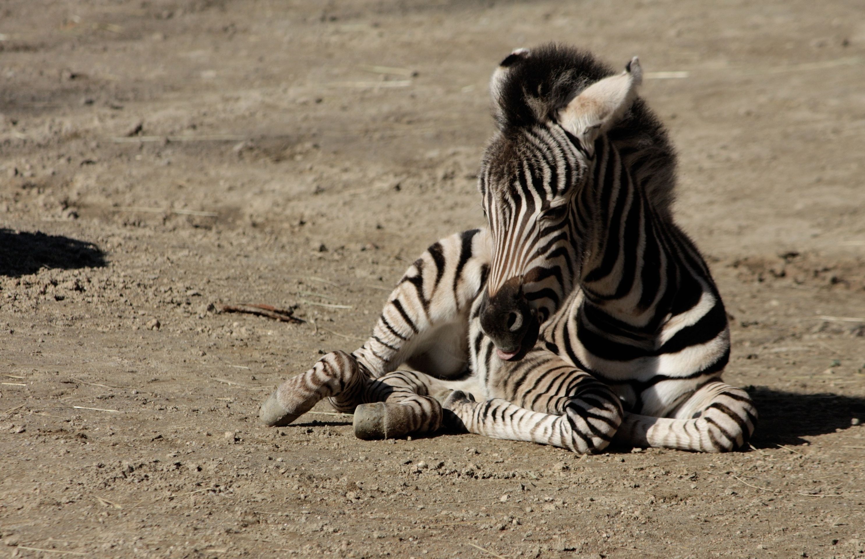 mláďata liberecké zoo - 4 - GALERIE: mláďata liberecké zoo (3/6)