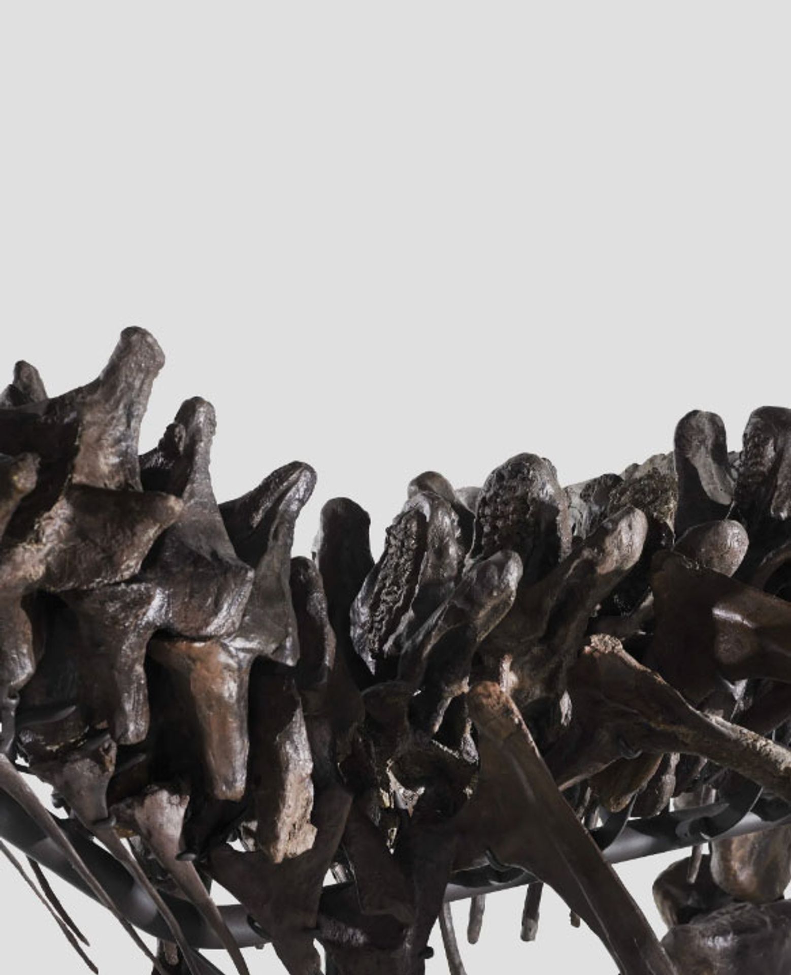 Tyrannosaur rex (7) - Tyrannosaur rex (7/12)