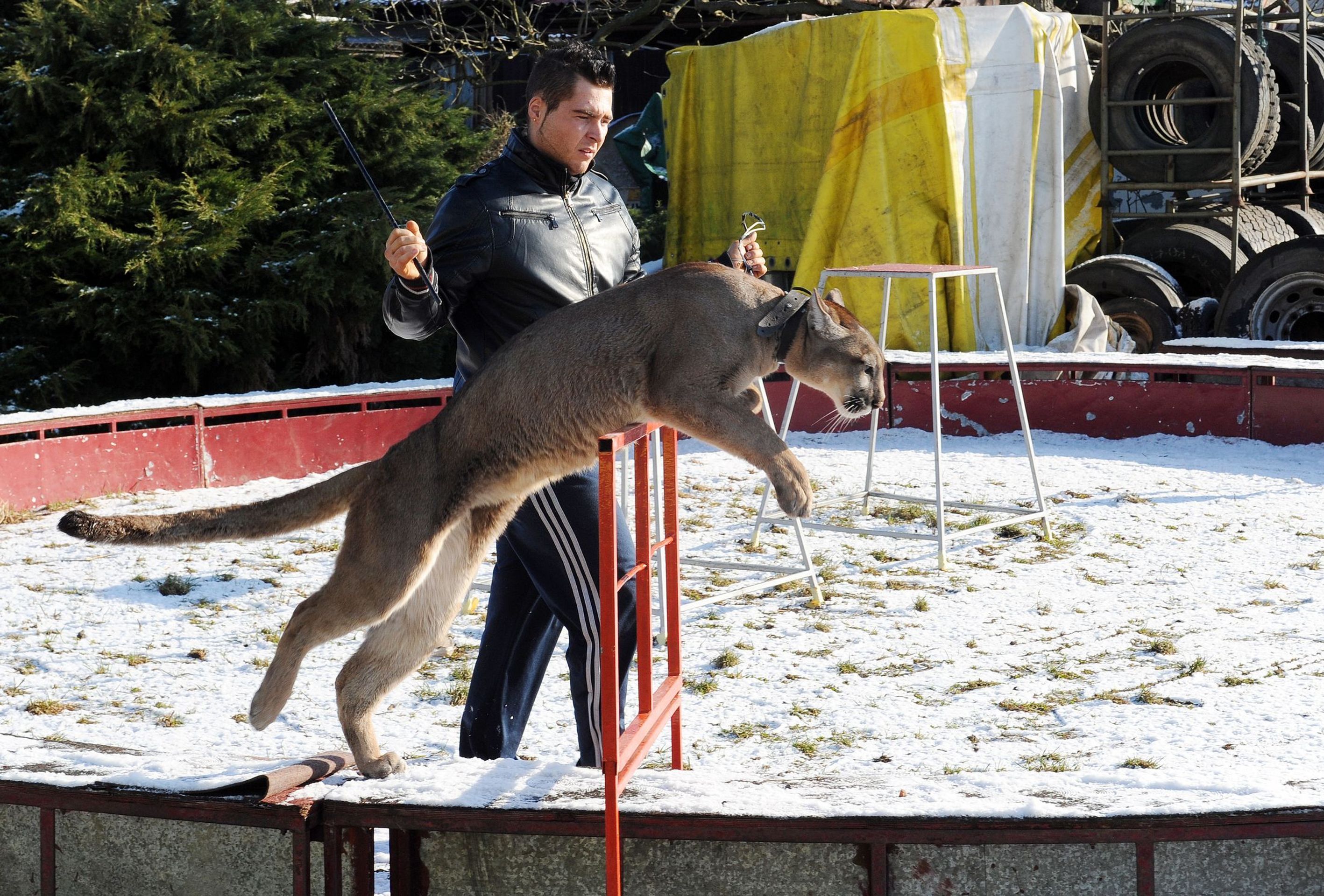 Cirkus Jo - Joo v zimě - 4 - GALERIE: Na zimovišti cirkusus Jo - Joo (3/23)