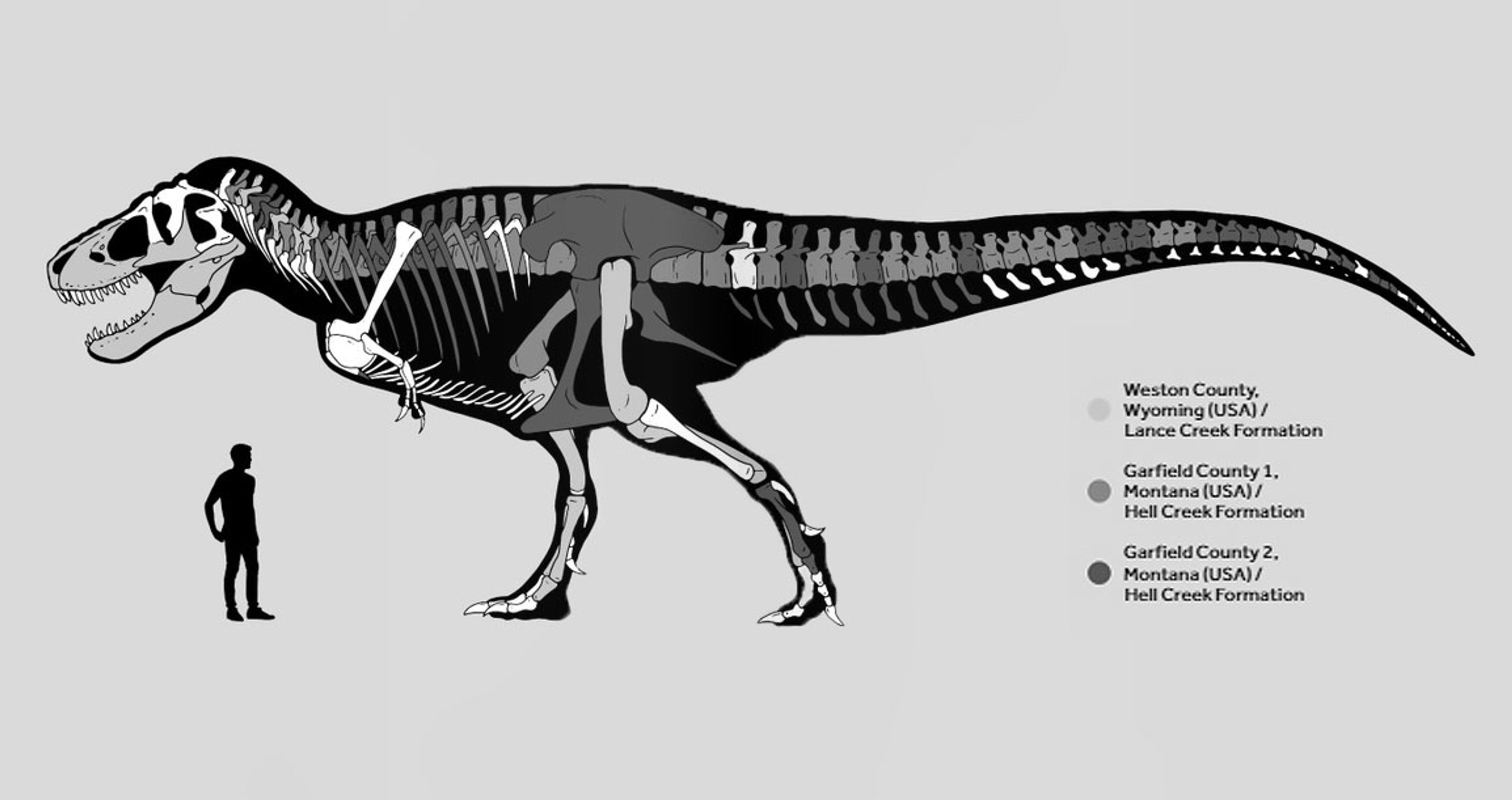 Tyrannosaur rex - Tyrannosaur rex (9/12)