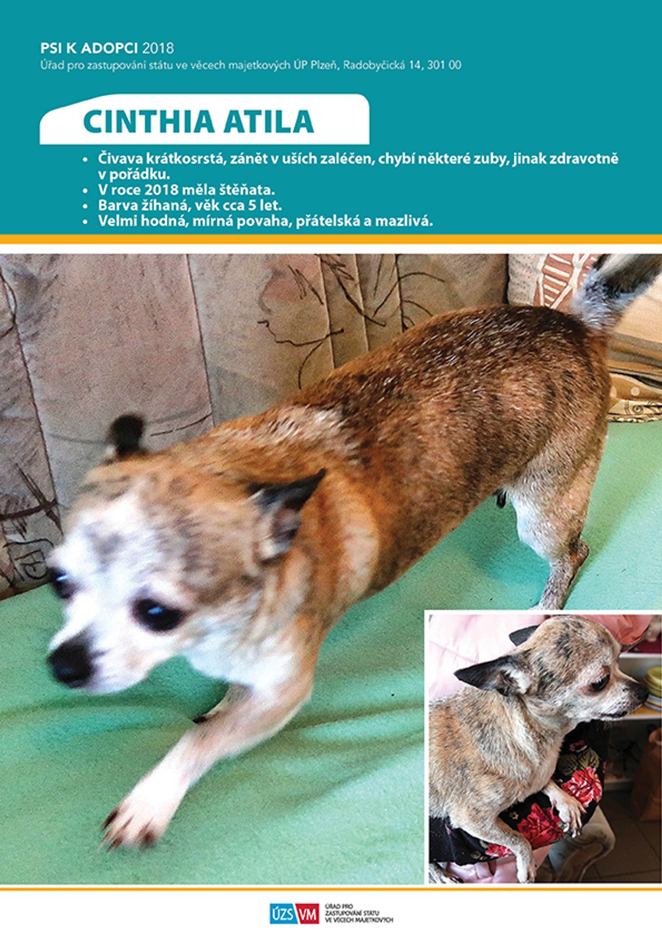 Pejsek k adopci - GALERIE: Týrané pejsky si nyní můžete adoptovat! (4/25)
