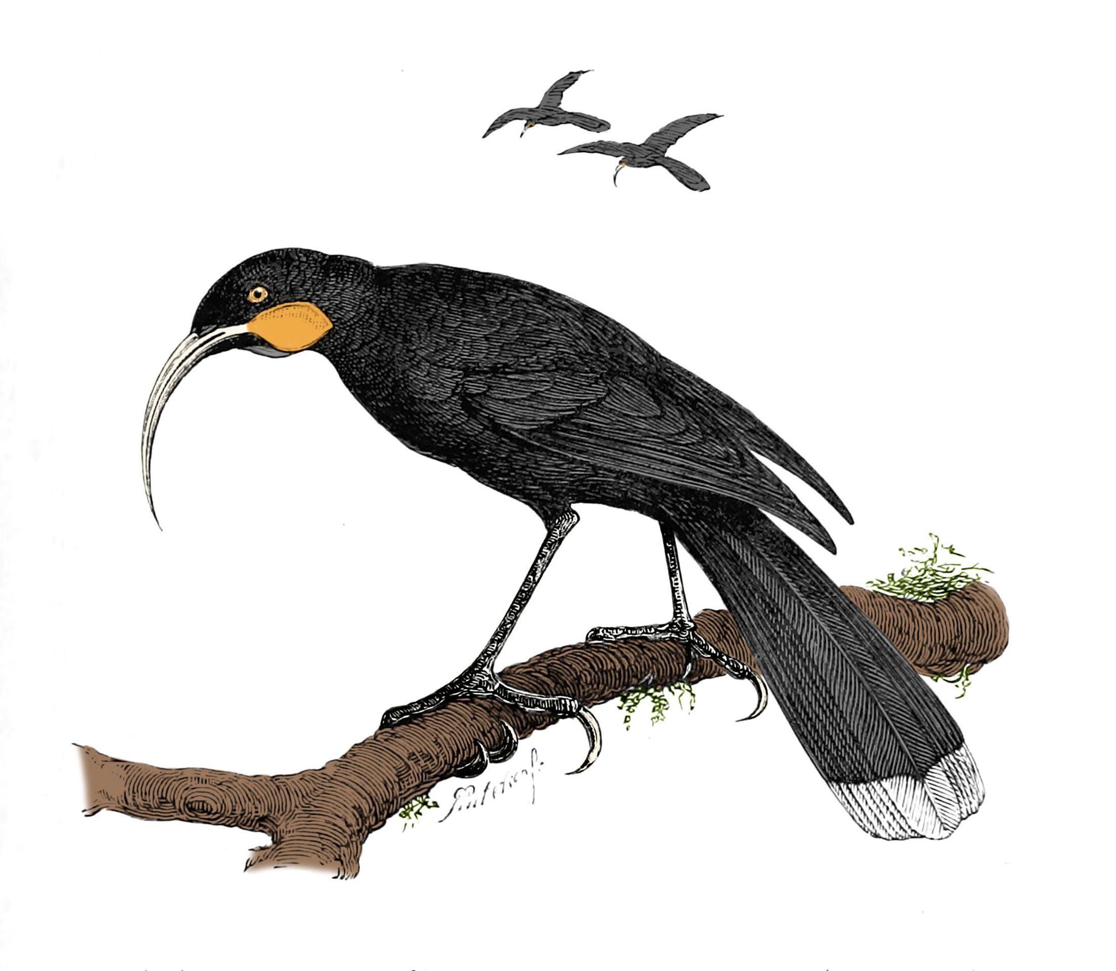 Ilustrace laločníka ostrozobého (Heteralocha acutirostris) - Vyhynulý laločník ostrozobý (2/3)