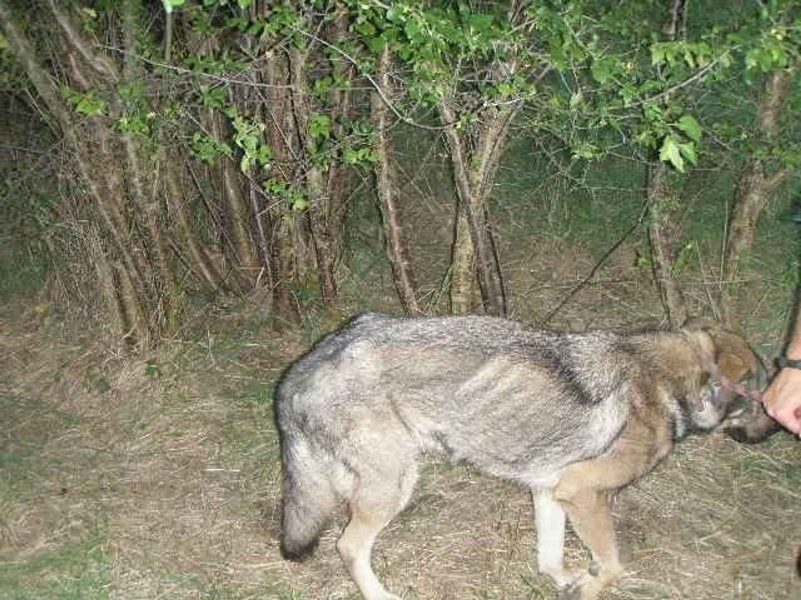 Kriminalisté hledají majitele podvyživených psů, které někdo uvázal ke stromu - 8 - GALERIE: Kriminalisté hledají majitele podvyživených psů, které někdo uvázal ke stromu (8/8)