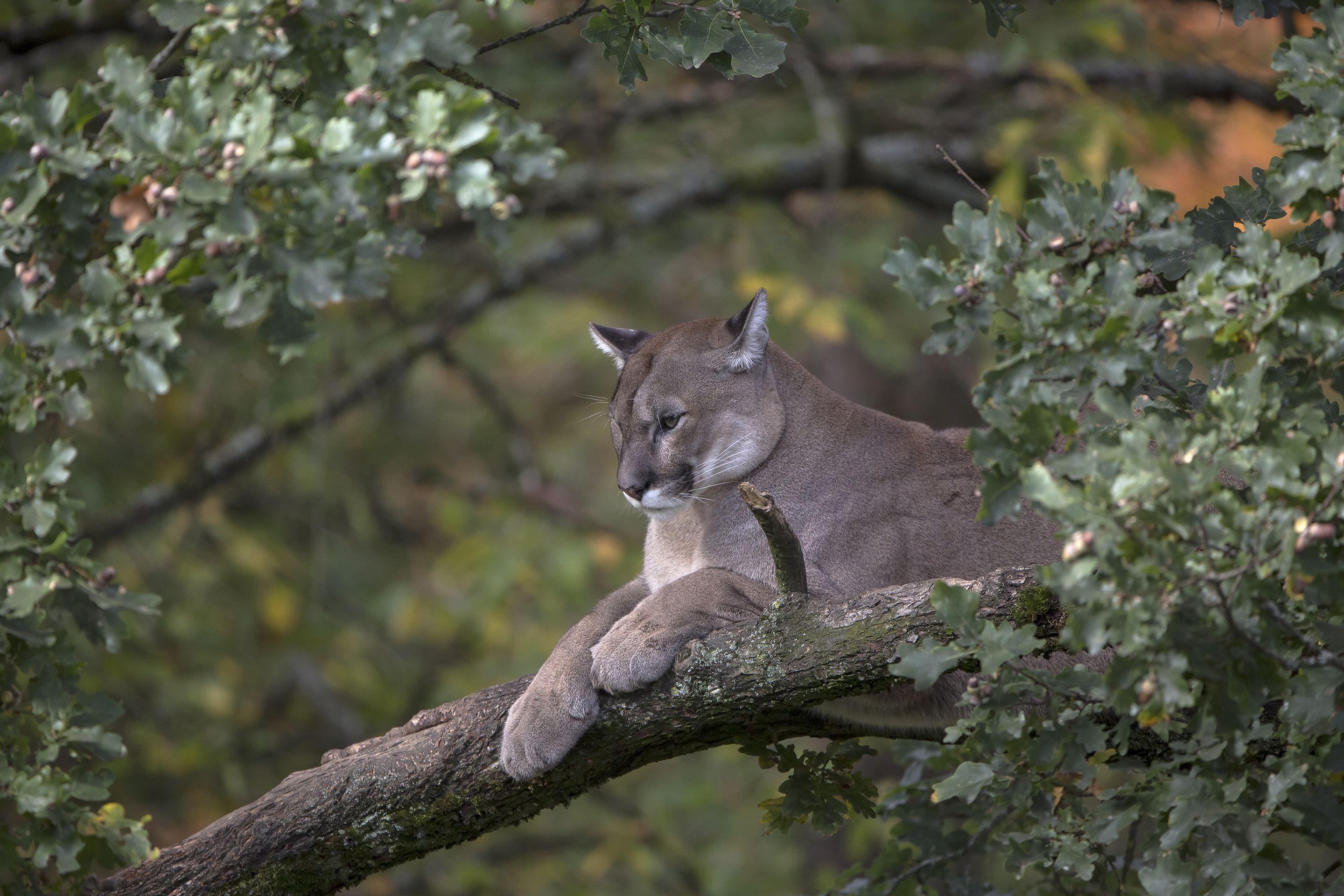 Puma americká, ilustrační - U Týna se objevila puma (2/4)