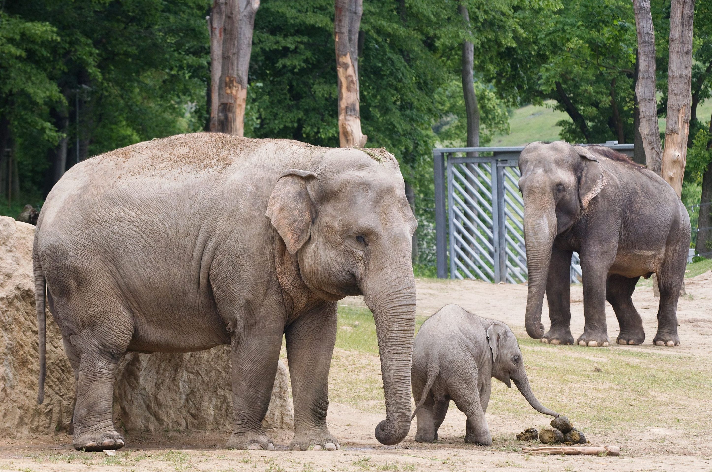 sloni - GALERIE: Sloni po povodních (1/5)