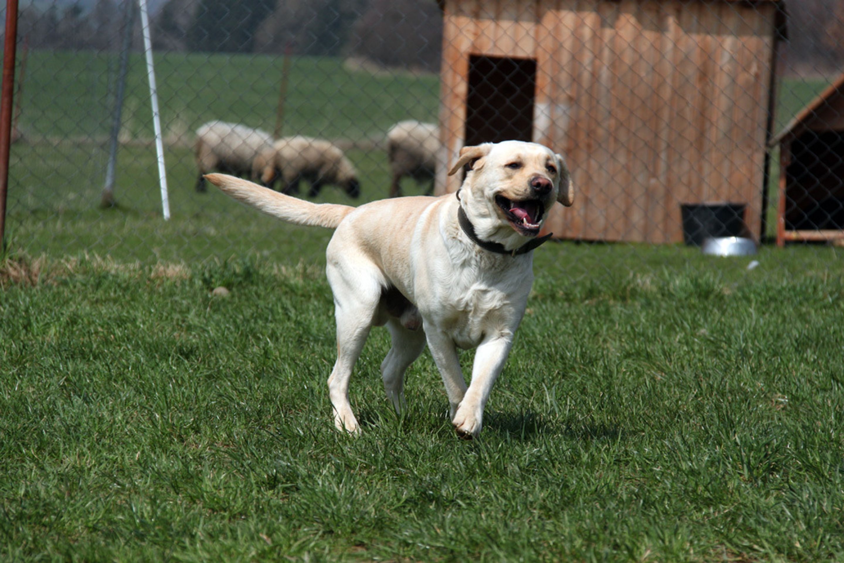 Labrador Sunny - 4 - GALERIE: Labrador Sunny (1/4)