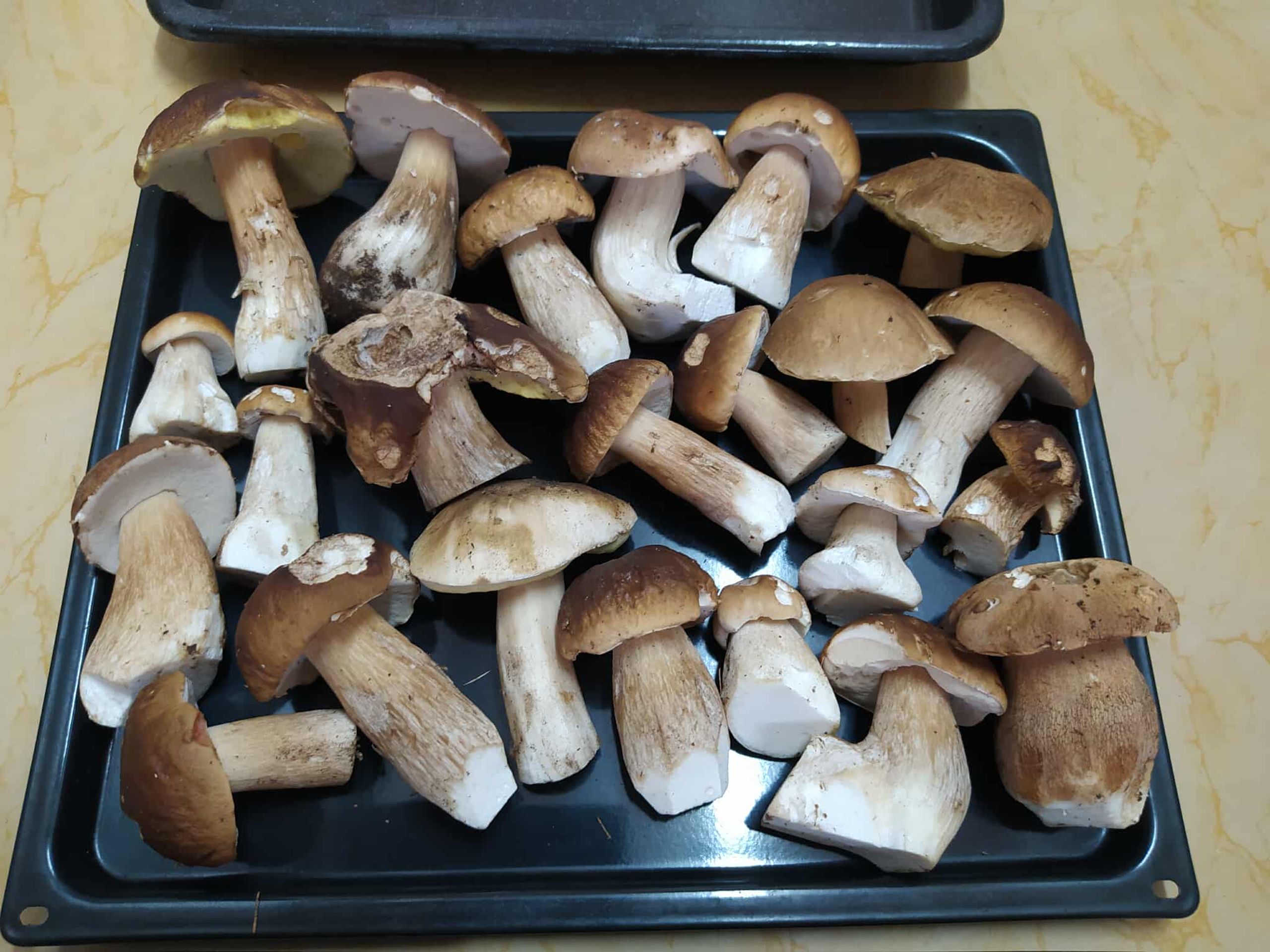 Houby - 1  - Žena našla v lese kromě hub i několik ryb (4/6)