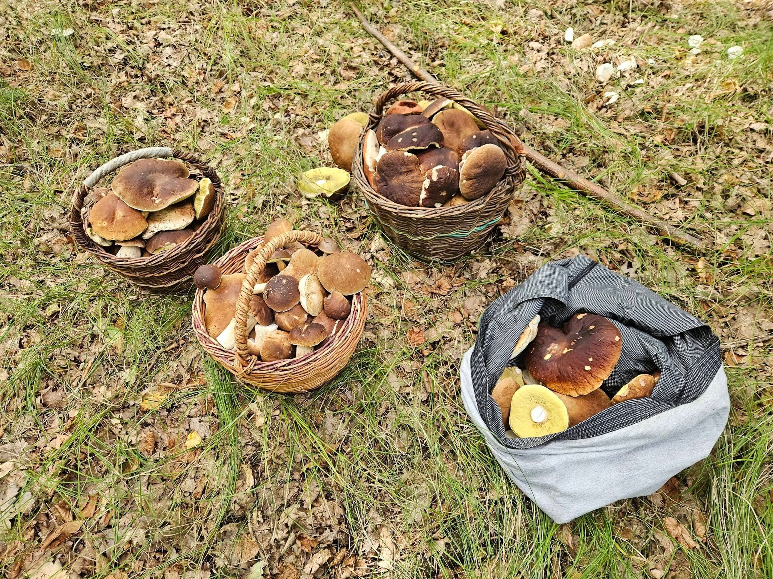 Hřibová nadílka na Karlovarsku - Invaze hřibů na Karlovarsku (1/6)