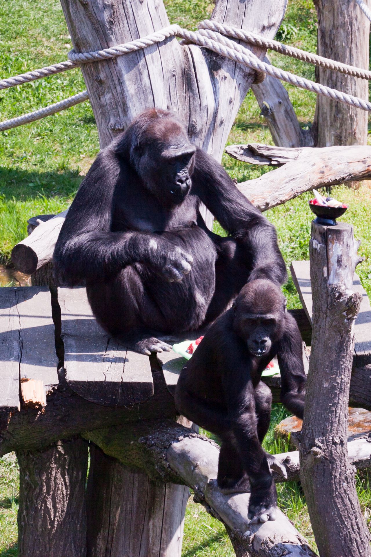 Gorily z pražské ZOO - 6 - Gorily z pražské ZOO (10/13)