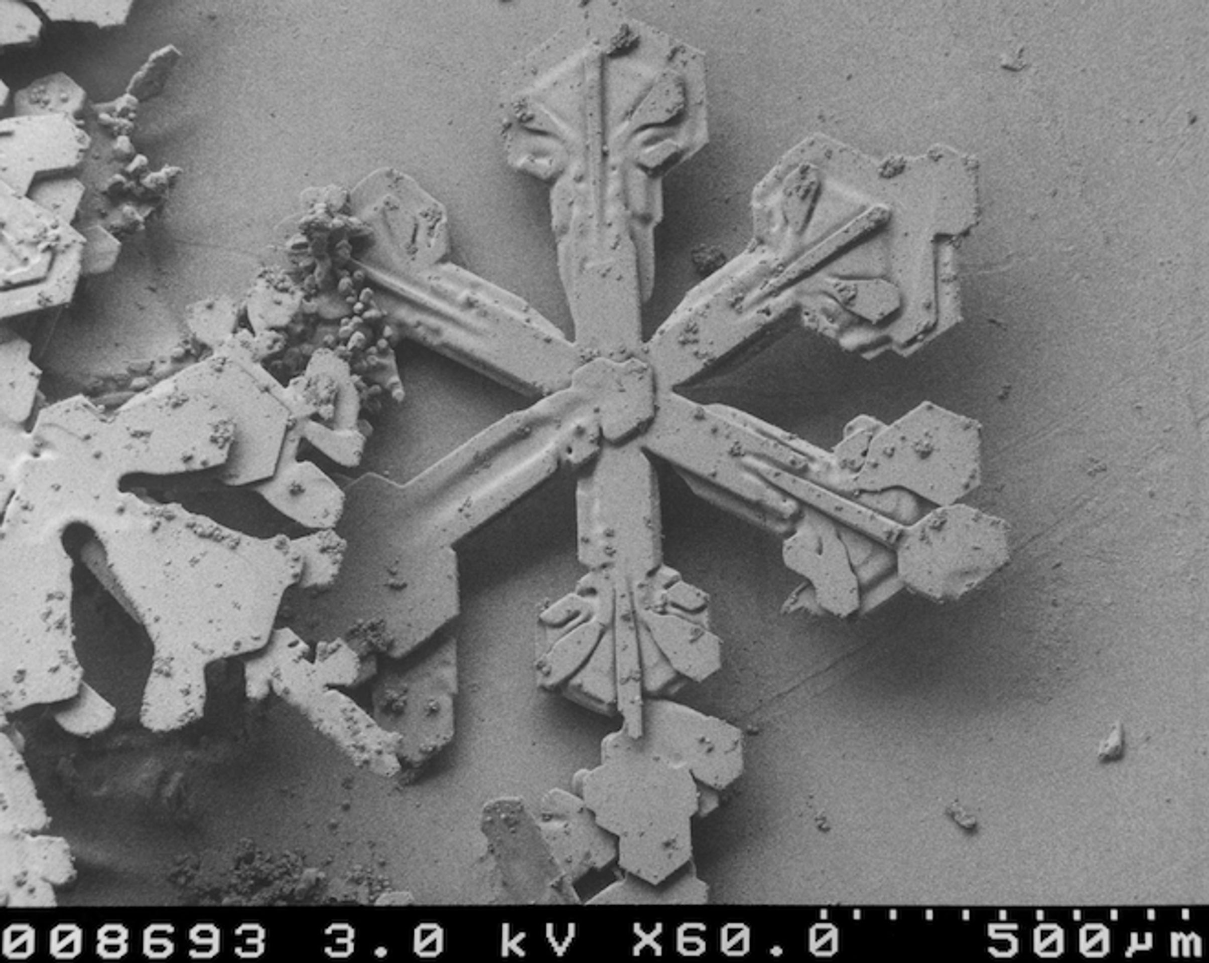 Vločka pod mikroskopem - 11 - GALERIE: Sněhová vločka pod mikroskopem (2/22)