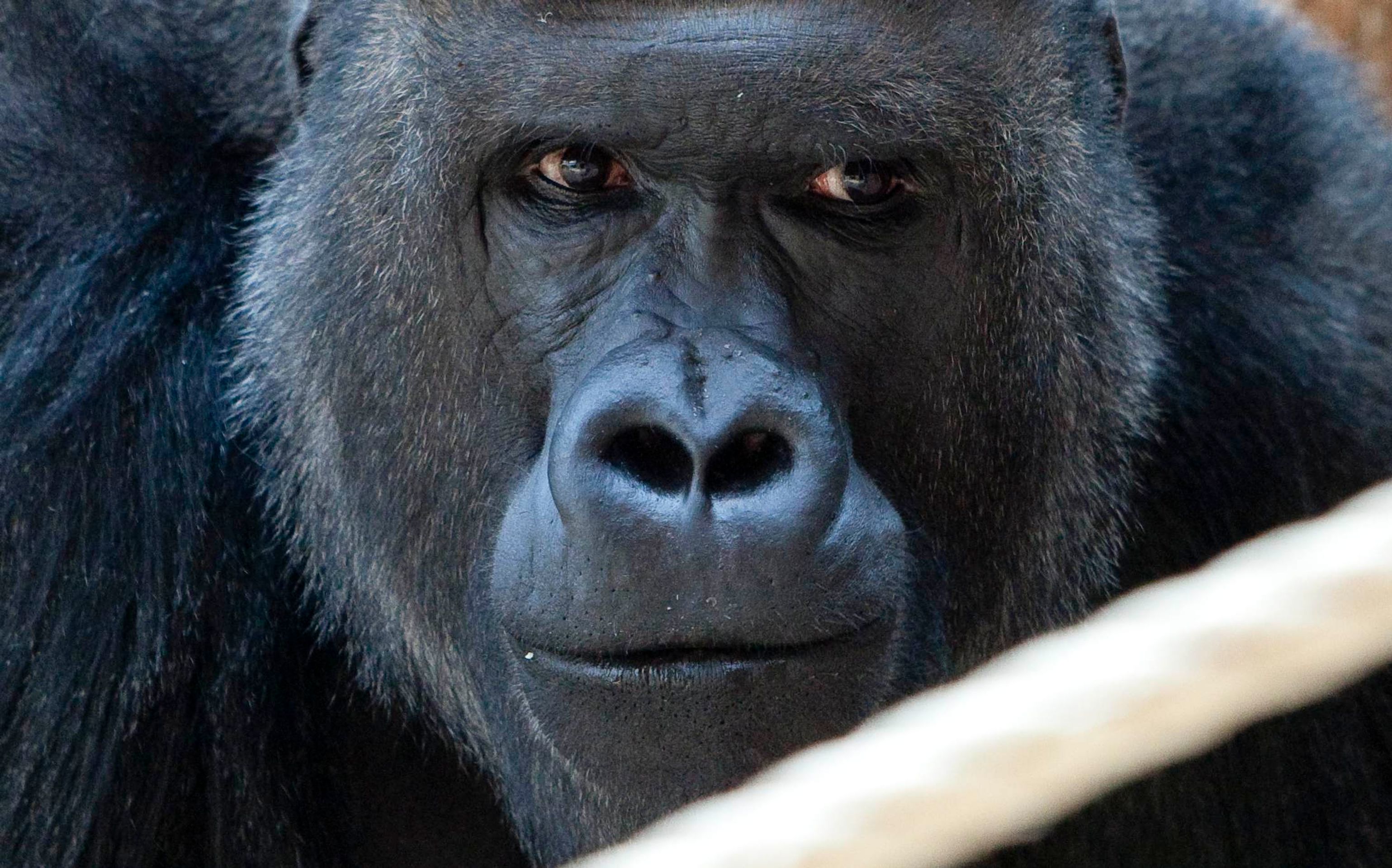 Gorilý samec Richard - Gorily z pražské ZOO (4/13)