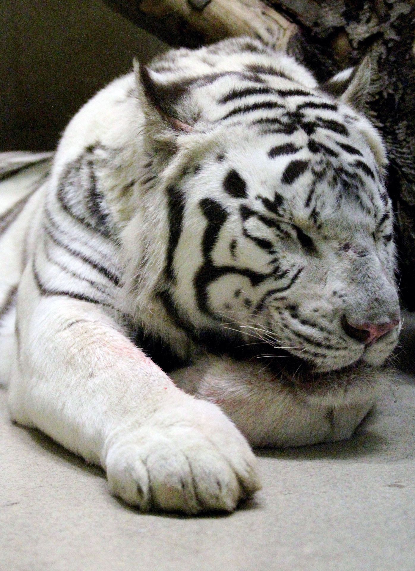 Tygr Paris - 3 - Podívejte se na tygra, který zaútočil v liberecké zoo (3/3)