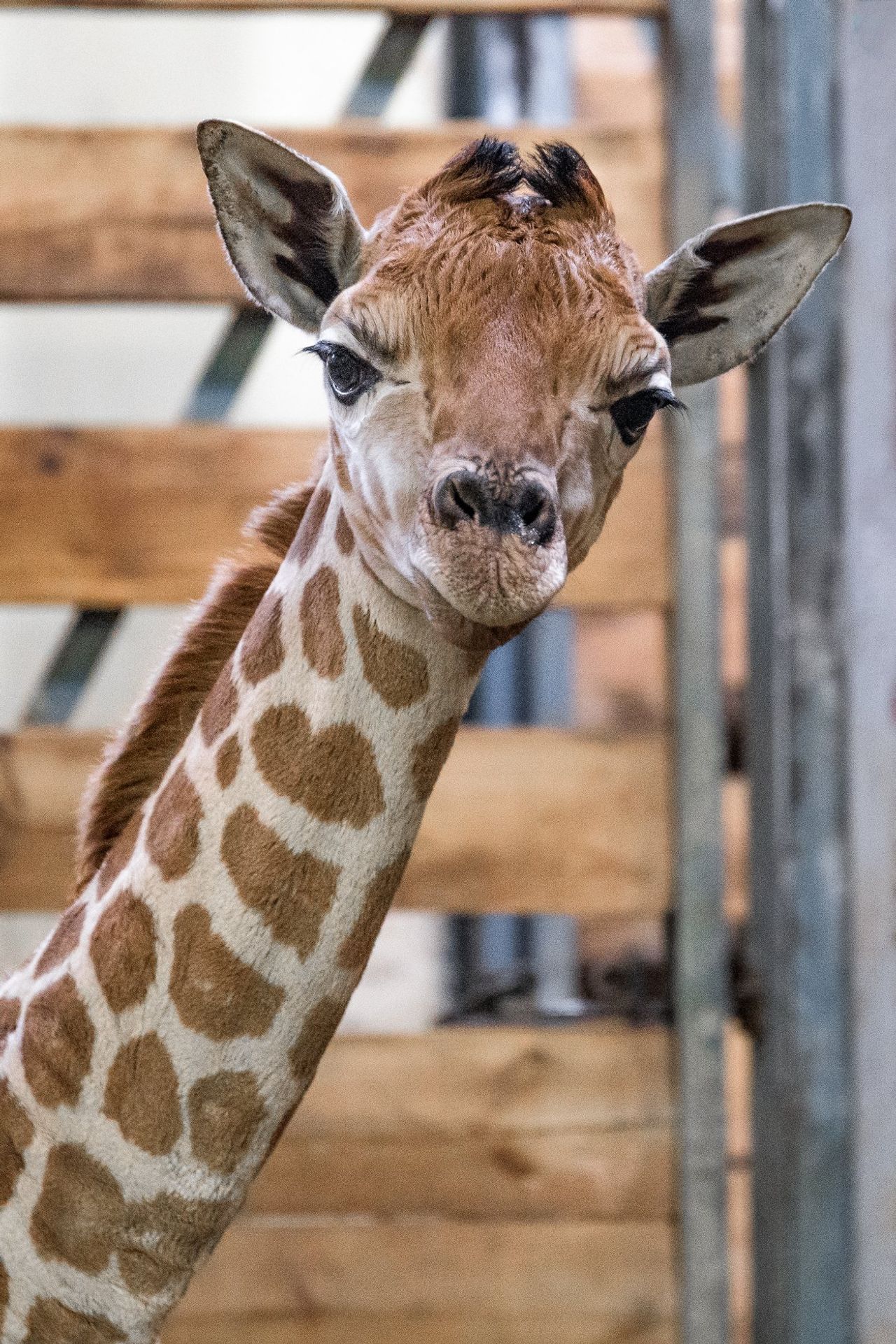 Žirafí mládě přezdívané Modelka - GALERIE: V pražské zoo přivítali na svět dvě žirafí mláďátka (4/4)