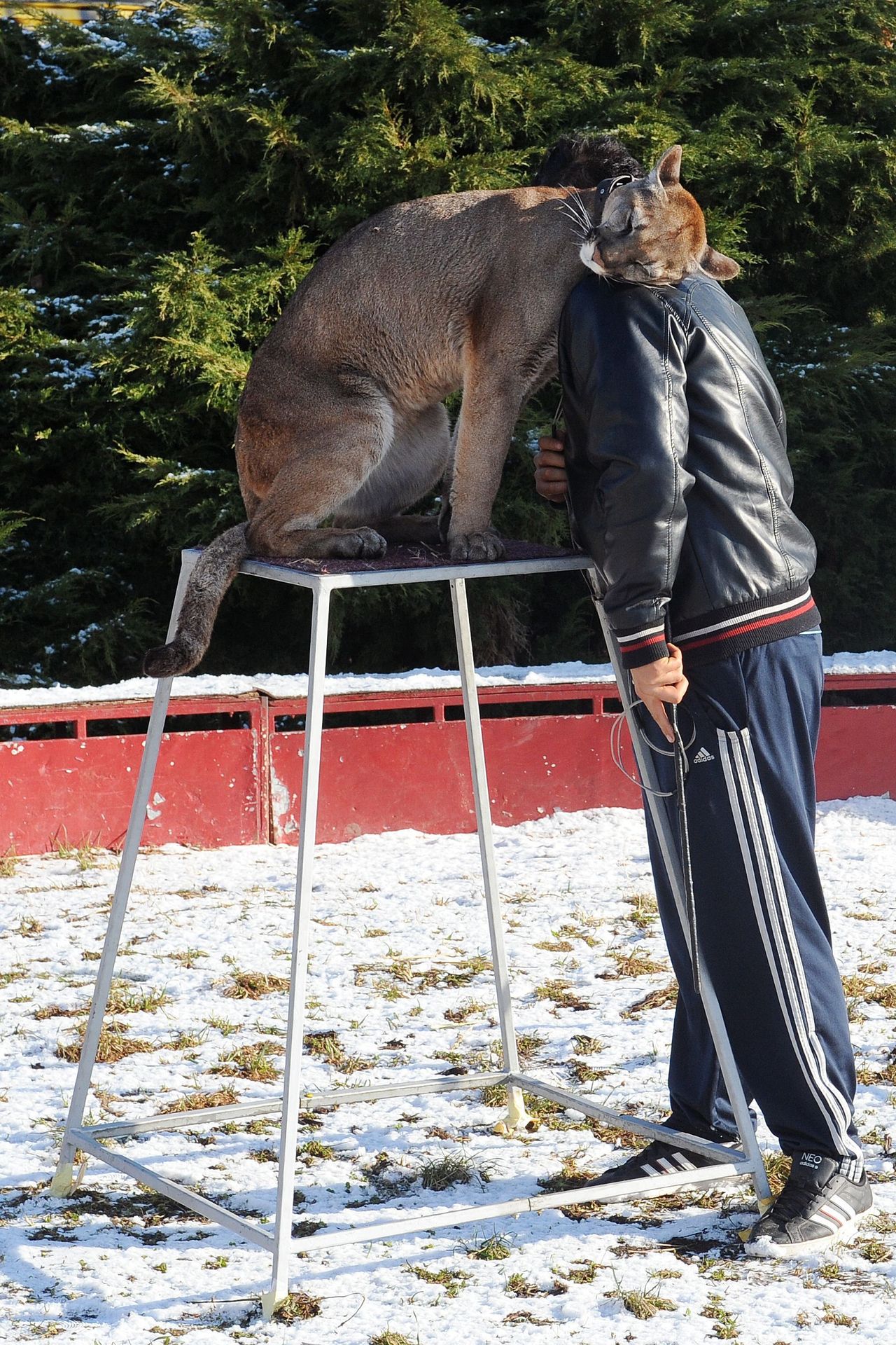 Cirkus Jo - Joo v zimě - 5 - GALERIE: Na zimovišti cirkusus Jo - Joo (4/23)