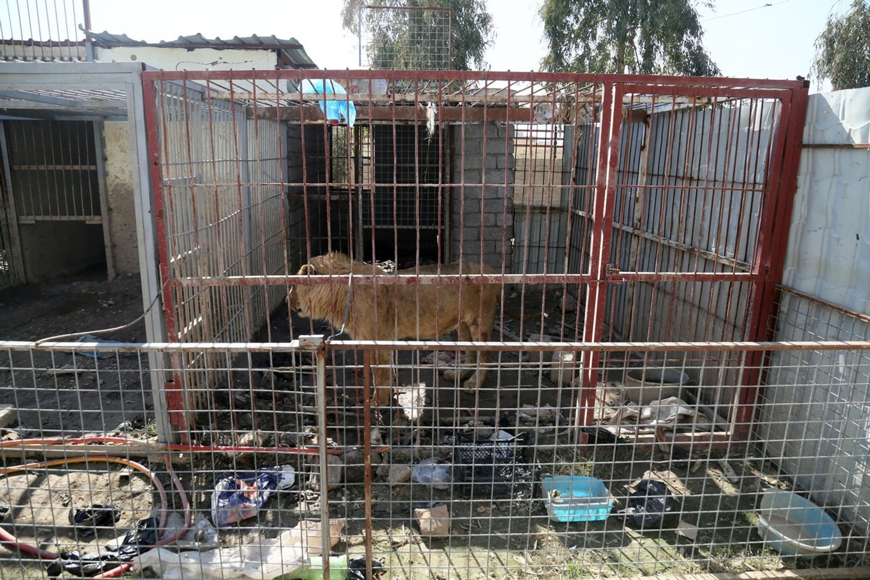 V mosulské ZOO v Iráku přežil jen lev a medvěd - 1 - GALERIE: V mosulské ZOO v Iráku přežil jen lev a medvěd (1/6)