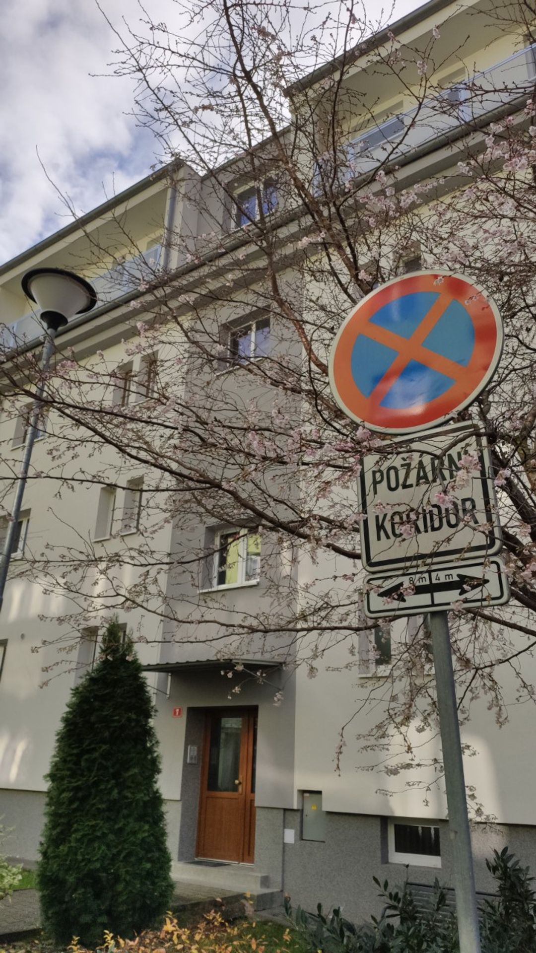 Obyvatele Ivančic překvapily rozkvetlé stromy - Obyvatele Ivančic překvapily rozkvetlé stromy (3/3)